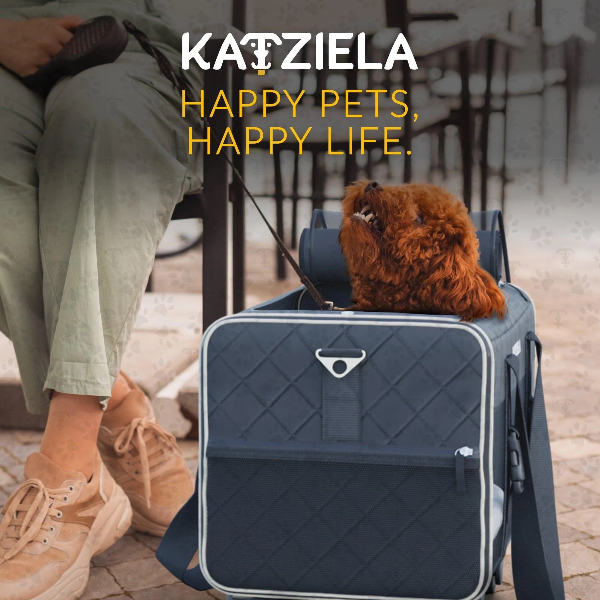 a dog in a Katziela airline-compliant pet carrier