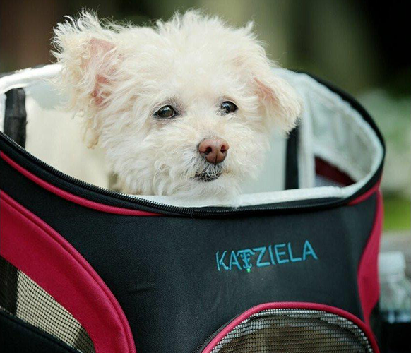a small dog in a Voyager pet backpack