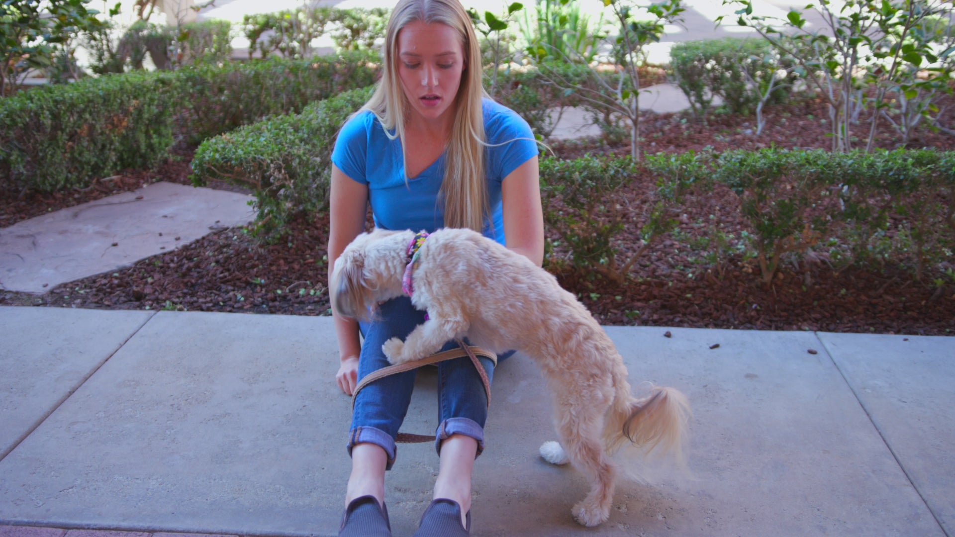 Katziela Kangaroo Pouch front dog carrier commercial